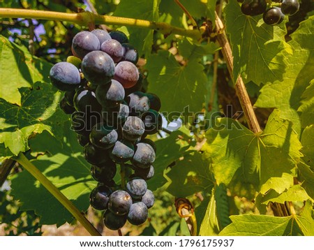 A bunch of dark blue grapes ripens on a vine with green leaves on a sunny summer day.