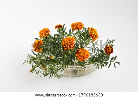 A bouquet of marigolds on a white background.