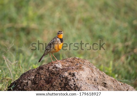 Rosy-breasted Longclaw in Ngorongoro Crater Tanzania