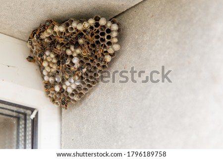 A large hornet's nest. You can see empty and filled cells and wasp insects. The nest is hangs in the window opening of the house Royalty-Free Stock Photo #1796189758