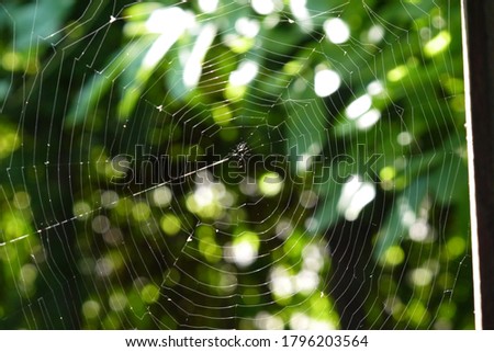 spider's web on green background Royalty-Free Stock Photo #1796203564