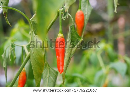 Picture of red chilli hanging.