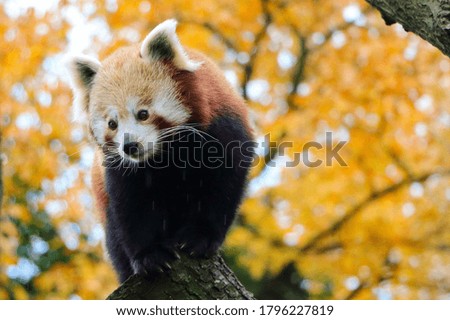 The Red Panda at Autumn
