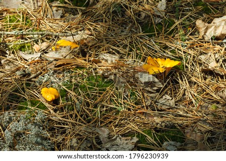 Beautiful chanterelle mushrooms in the forest. Shallow depth of field (DOF)