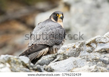 Peregrine falcon sitting on rock in autumn nature. Dominant bird with orange eye looking to the camera on mountains. Wild predator with grey feather staring on stone.