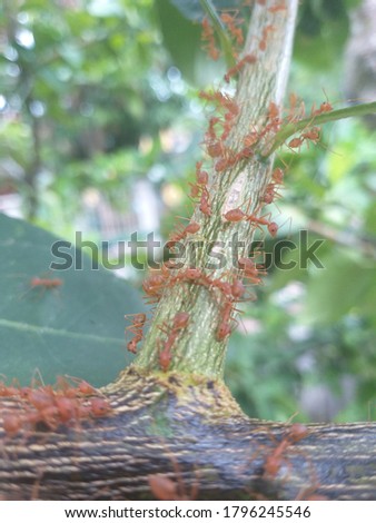 Red ants walk on a branch
