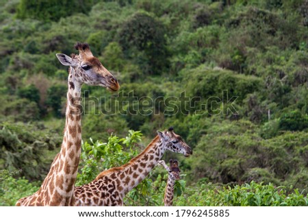 Safari to a family of giraffes in the Ngorongoro Crater during the small rainy season in Tanzania