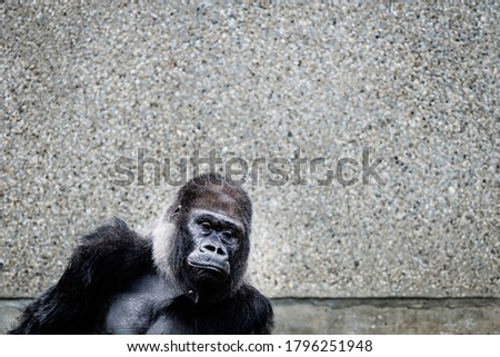 Portrait of a western lowland gorilla