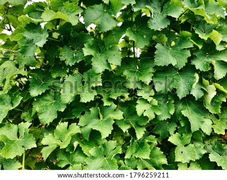 A uniform surface full of vine leaves, on which soft light falls and further creates a pleasant subtle contrast of all visible structures. The leaves have a deep green color.