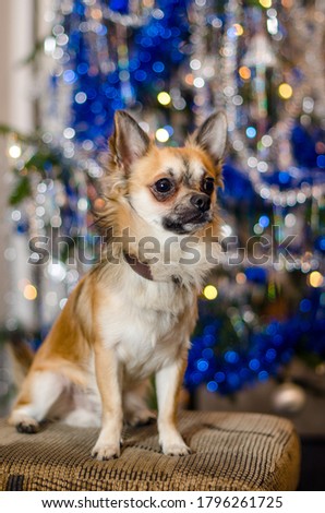 Cute Chihuahua doggie sitting on sofa in front of ornate Christmas tree. One little light brown and white dog. Purebred breed of longhaired pet. Bokeh on blurry Xmas decorations. Small depth of field.
