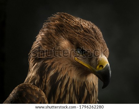 Imperial eagle portrait. Close-up of an imperial eagle muzzle. Royalty-Free Stock Photo #1796262280