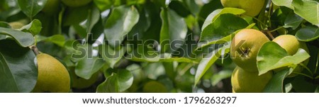 Four ripe yellow pears on a branch of a pear tree in the green foliage in the garden on the background of bokeh: the concept of healthy food, harvest, a banner with a place for tektsa
