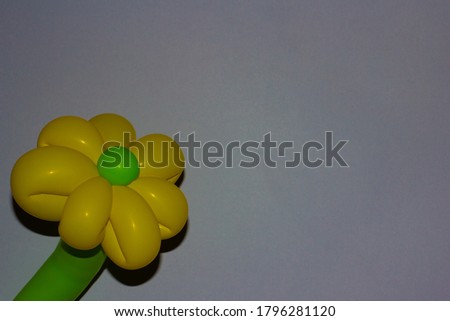 Balloon flower isolated on grey