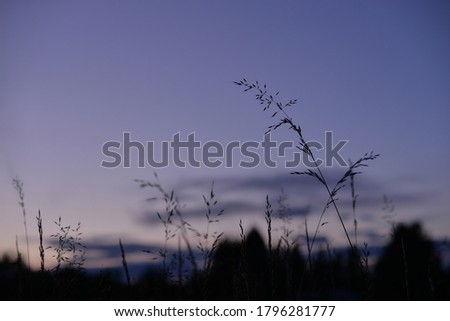 the silhouette of the blades of grass in the western sky