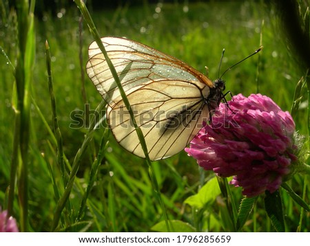 A white butterfly with transparent wings sits on a bright pink clover flower on a sunny day after rain against a background of bright green grass. Raindrops glisten on the butterfly's wings. Close up.