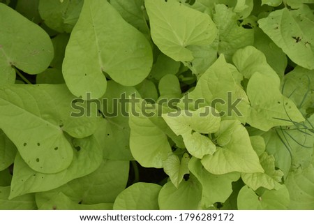 Fresh leafs plant in garden. Close up picture.