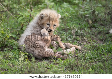 Mom and Baby cheetah cubs, Ndutu Tanzania