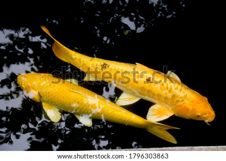 Golden yellow fancy carp fishes Karashigoi and Nanashigoi are happily swimming in fish pond. Golden koi fish means wealth. It's popular to be raised for family auspicious. Lampang Thailand.