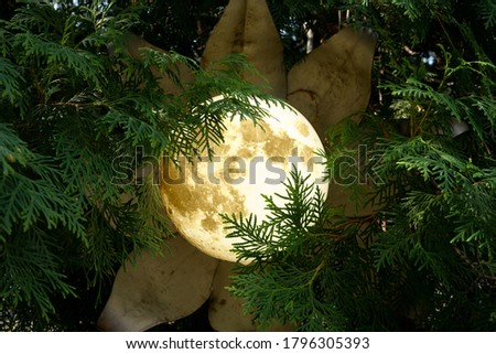 a lantern like the moon stuck in the bushes in evening macro