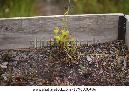 Venus fly traps growing naturally in Wilmington North Carolina