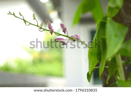 A purple orchid with water droplets on a blurred background.