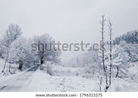 Winter landscape in a village, road and trees full of snow