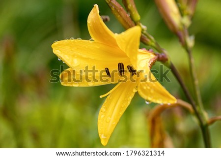 Beautiful yellow daylily with waterdrop, flowering plant in the genus Hemerocallis 