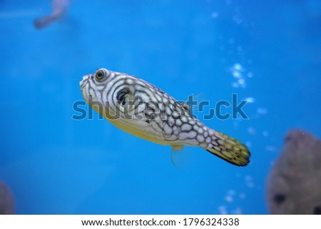 A cute white-spotted puffer on blue background. Arothron hispidus is marine fish in the family Tetraodontidae.