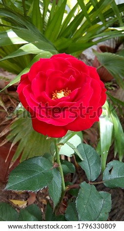 a beautiful red rose in the plant