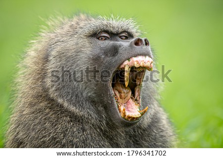 Olive baboon in Kenya, East Africa close-up head and shoulders shot