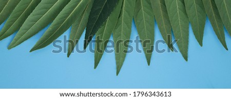 green leaf background, leaves isolated blue background
