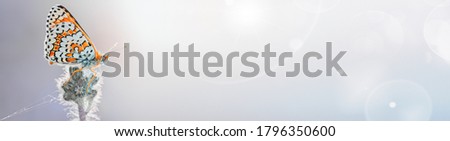 Design of the title, sign, banner, and header concept of wildlife protection. Beautiful butterfly on a flower Bud with a spider web in the image of a dreamer, spring background with Sunny bokeh.