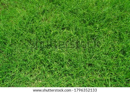 Green grass texture background, Top view of grass garden Ideal concept used for making green flooring, lawn for a training football pitch, Grass Golf Courses green lawn pattern textured background.