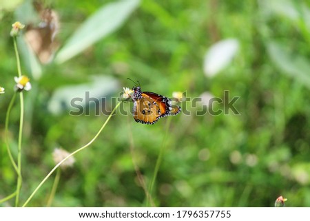 Danaus chrysippus, also known as the plain tiger, African queen, or African Monarch, is a medium-sized butterfly widespread in Asia