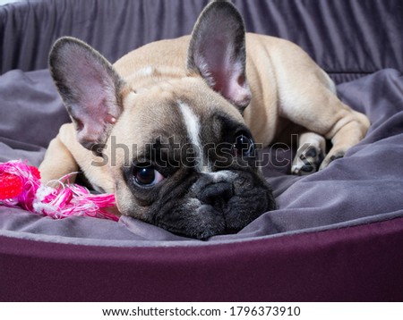 French bulldog puppy is lying in a bed and playing with a toy. Lovely pet. Sweet puppy.  Royalty-Free Stock Photo #1796373910
