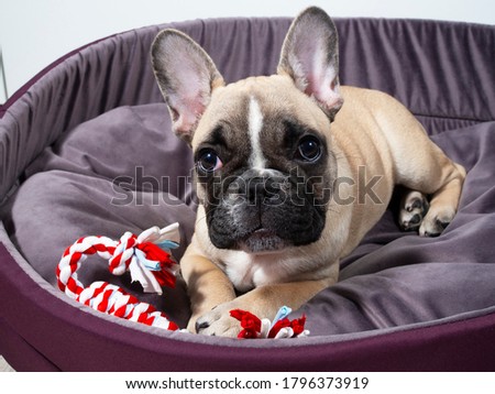 French bulldog puppy is lying in a bed and playing with a toy. Lovely pet. Sweet puppy.  Royalty-Free Stock Photo #1796373919