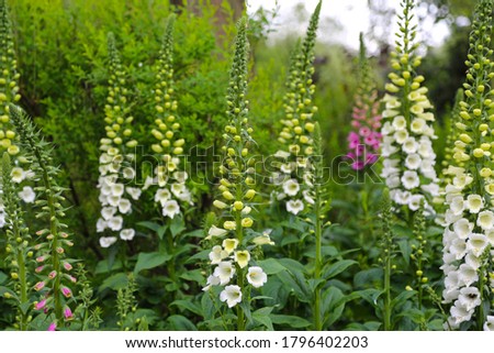 Flowerbed with Viburnum plicatum Summer Snowflake and Digitalis purpurea Alba Foxglove Royalty-Free Stock Photo #1796402203