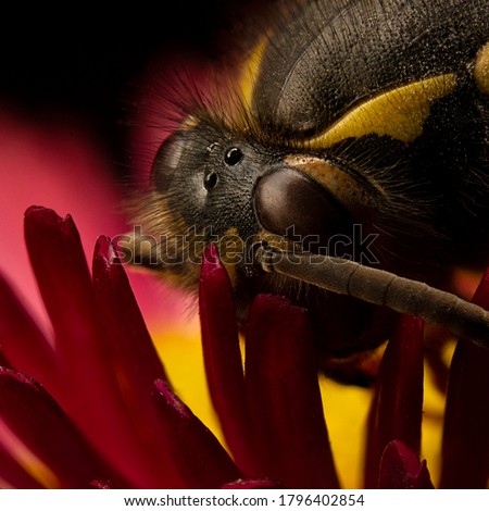 wasp sitting on a red gerbera flower on a dark background close-up photo