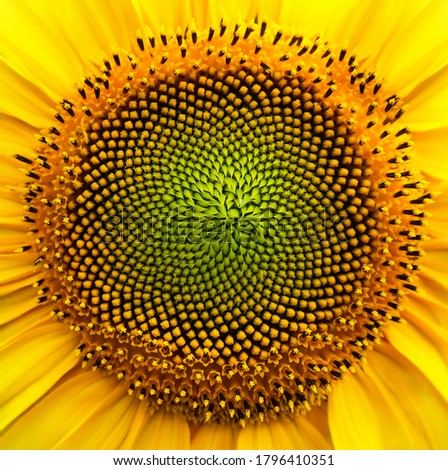 The sunflower seeds in the close-up assume the pattern of fractal geometry Royalty-Free Stock Photo #1796410351