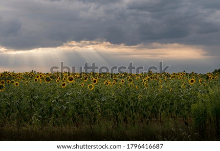 Summer landscape with a field of sunflowers against the sky with clouds and rays.