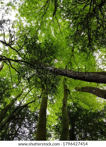 Beautiful forested picture looking up towards the canopy.