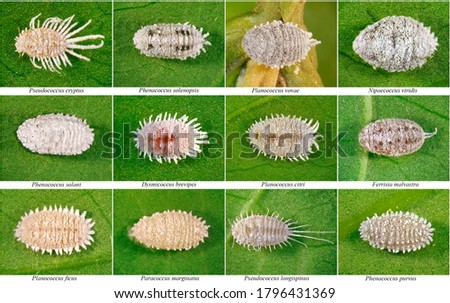 Mealybugs, Scale Insects (Hemiptera: Pseudococcidae) are one of major pests of subtropical plants in Mediterranean Region. Macro  Royalty-Free Stock Photo #1796431369