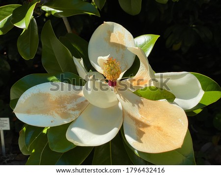 Southern or evergreen magnolia (Magnolia grandiflora 'Goliath'), Bull-bay, Big-laurel, Large-flower magnolia, Grossblütige, Immergrüne Magnolie, Velecvjetna magnolija or Zimzelena magnolija