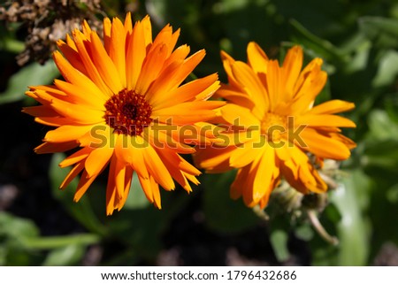 calendula flower, bright yellow and orange flowers