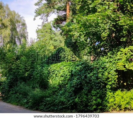 The roof and the fence, wrapped in ivy. A sunny summer day. Royalty-Free Stock Photo #1796439703