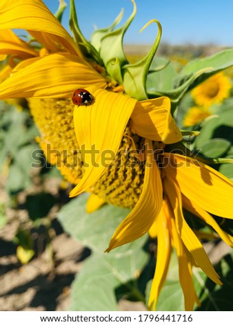 ladybug on a sunflower close up 
