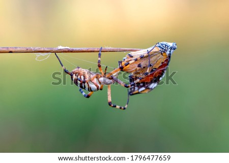 Beautiful spider feasting butterfly on a spider web . Macro photo.