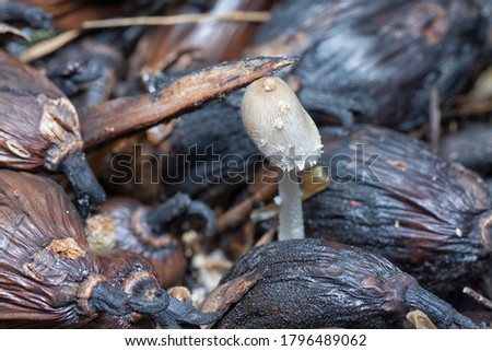 dying inedible white mushroom on the surface of rotten cluster of oil palm seeds.
