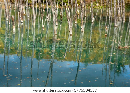 Blue pond in autumn reflecting trees of yellow leaves
