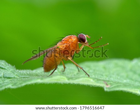 Pretty orange fly (Thricops diaphanus) perched on a leaf cleaning its face and front legs. These flies are unusual because of their bright colour. Deas Island, Delta, British Columbia, Canada